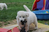 De La Rivière Aux Blancs - Berger Blanc Suisse - Portée née le 26/02/2015