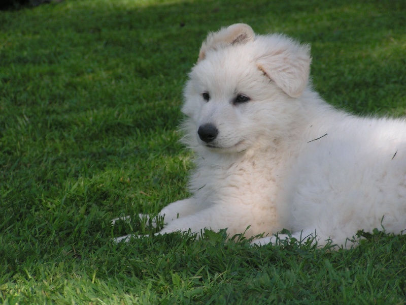 De La Rivière Aux Blancs - Berger Blanc Suisse - Portée née le 13/02/2013