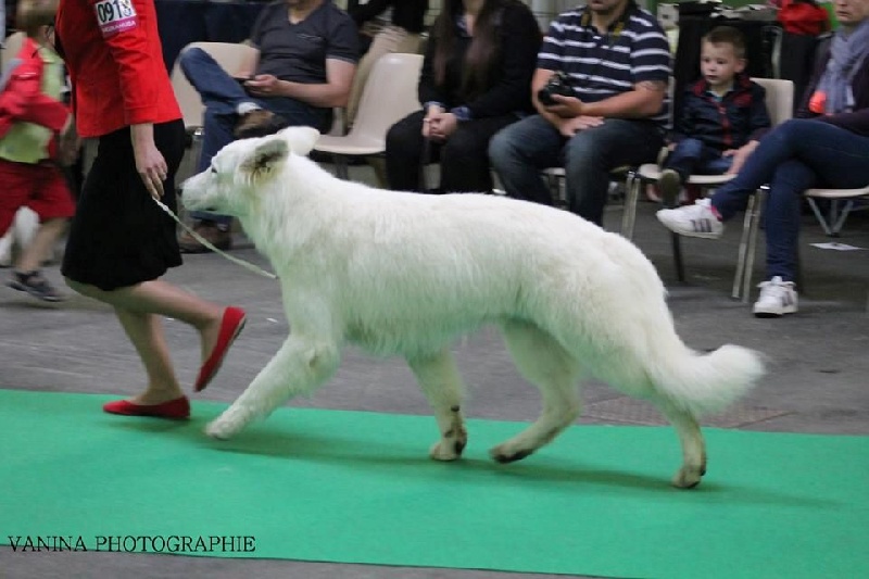 Les expos sur et hors du ring 