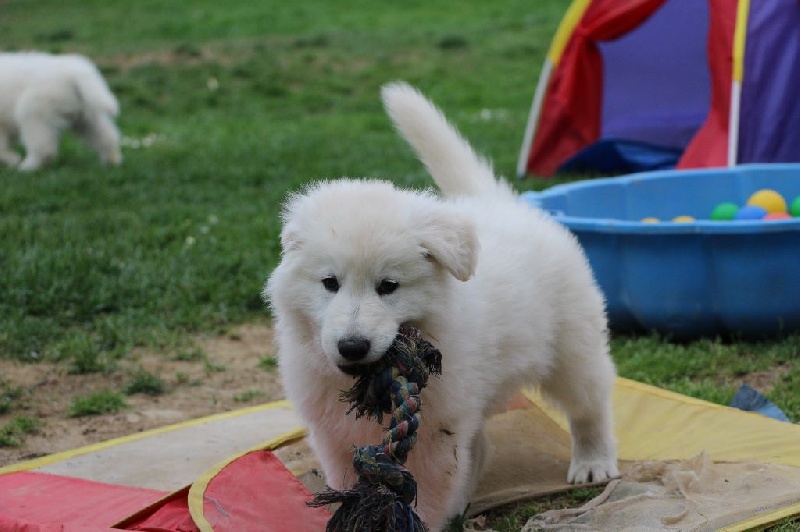 De La Rivière Aux Blancs - Berger Blanc Suisse - Portée née le 26/02/2015