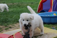 CHIOT