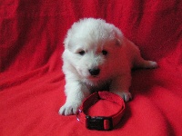 CHIOT