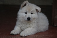 CHIOT