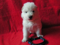 CHIOT