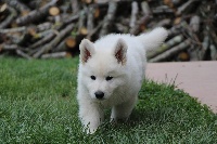 CHIOT