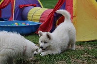 CHIOT