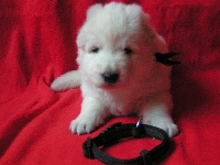 CHIOT