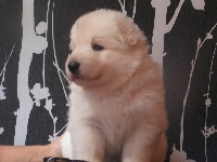 CHIOT