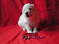 CHIOT