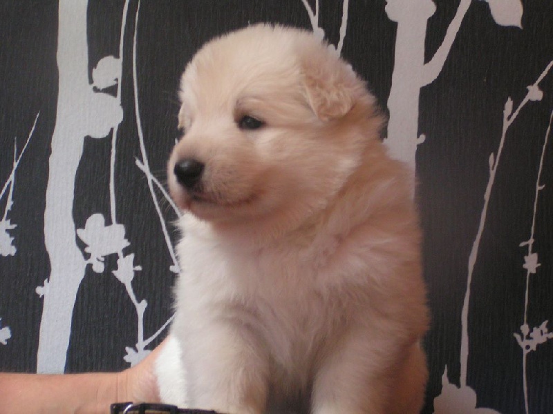 De La Rivière Aux Blancs - Berger Blanc Suisse - Portée née le 28/08/2014